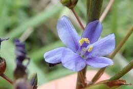 Image of Aristea angolensis Baker