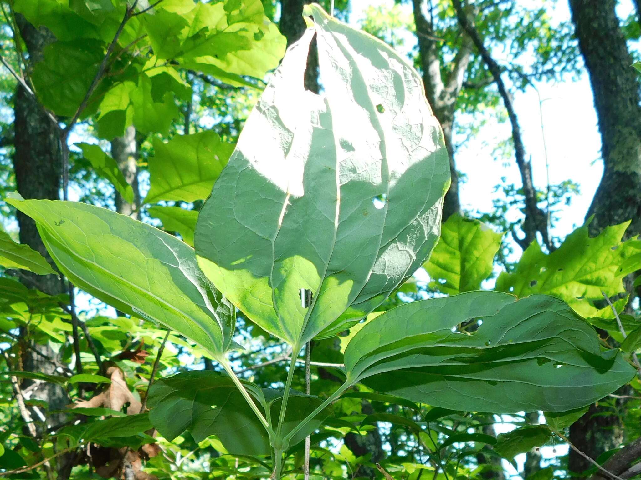 Image of Biltmore's carrionflower