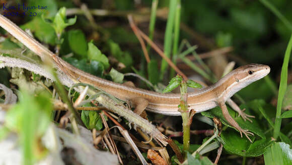 صورة Takydromus wolteri (Fischer 1885)