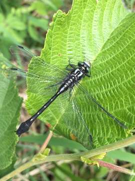 Image of Hylogomphus adelphus (Selys 1858)