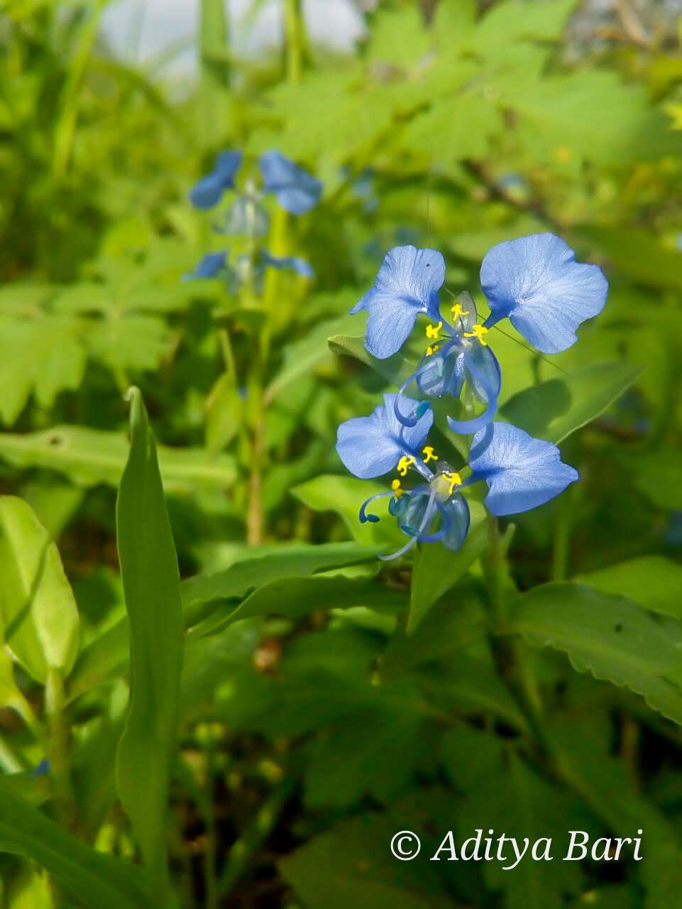 صورة Commelina forskaolii Vahl