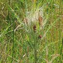 Image of <i>Cirsium <i>scariosum</i></i> var. scariosum