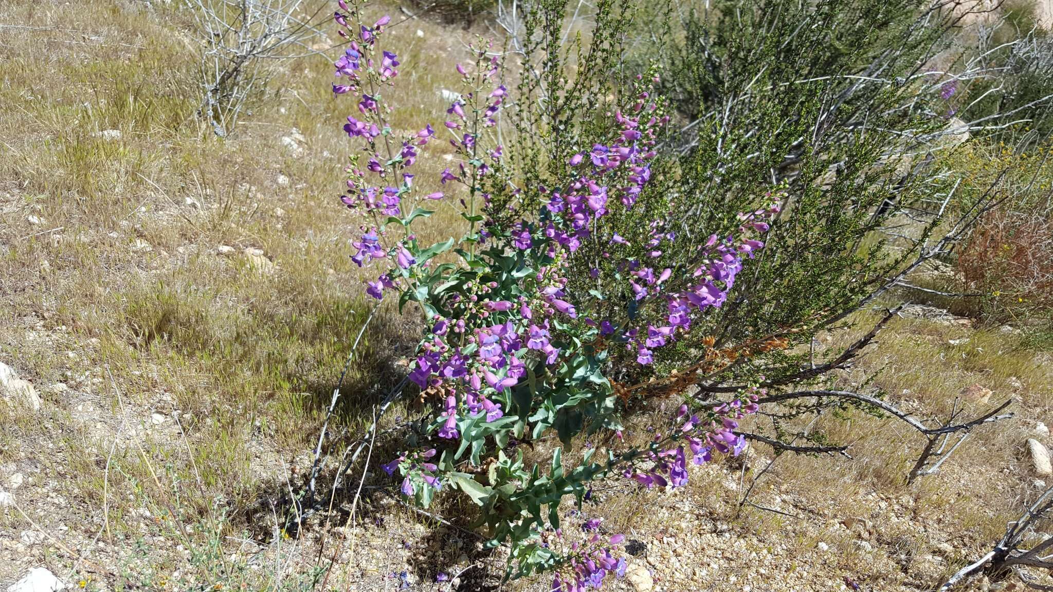 Image of Penstemon spectabilis var. spectabilis