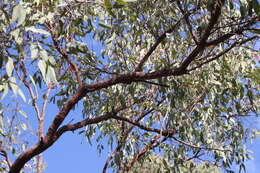 Image of Corymbia erythrophloia (Blakely) K. D. Hill & L. A. S. Johnson
