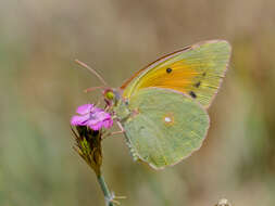 Image of Colias aurorina Herrich-Schäffer (1850)