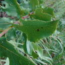 Acourtia fruticosa (La Llave & Lex.) B. L. Turner resmi