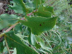 Plancia ëd Acourtia fruticosa (La Llave & Lex.) B. L. Turner