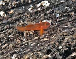 Image of Orange reef-goby