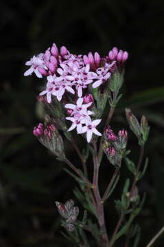 Image of Stevia satureifolia (Lam.) Lam.