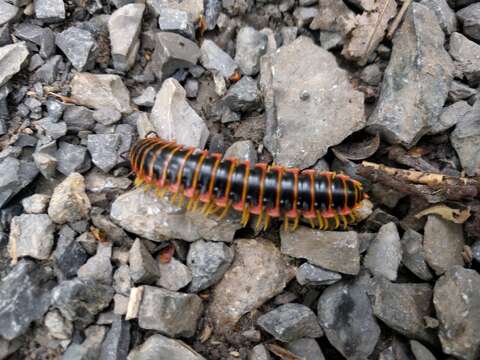 Image de Apheloria virginiensis corrugata Wood 1864