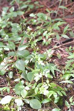 Image of Valeriana chiapensis Barrie