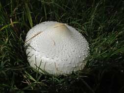 Image of Chlorophyllum hortense (Murrill) Vellinga 2002