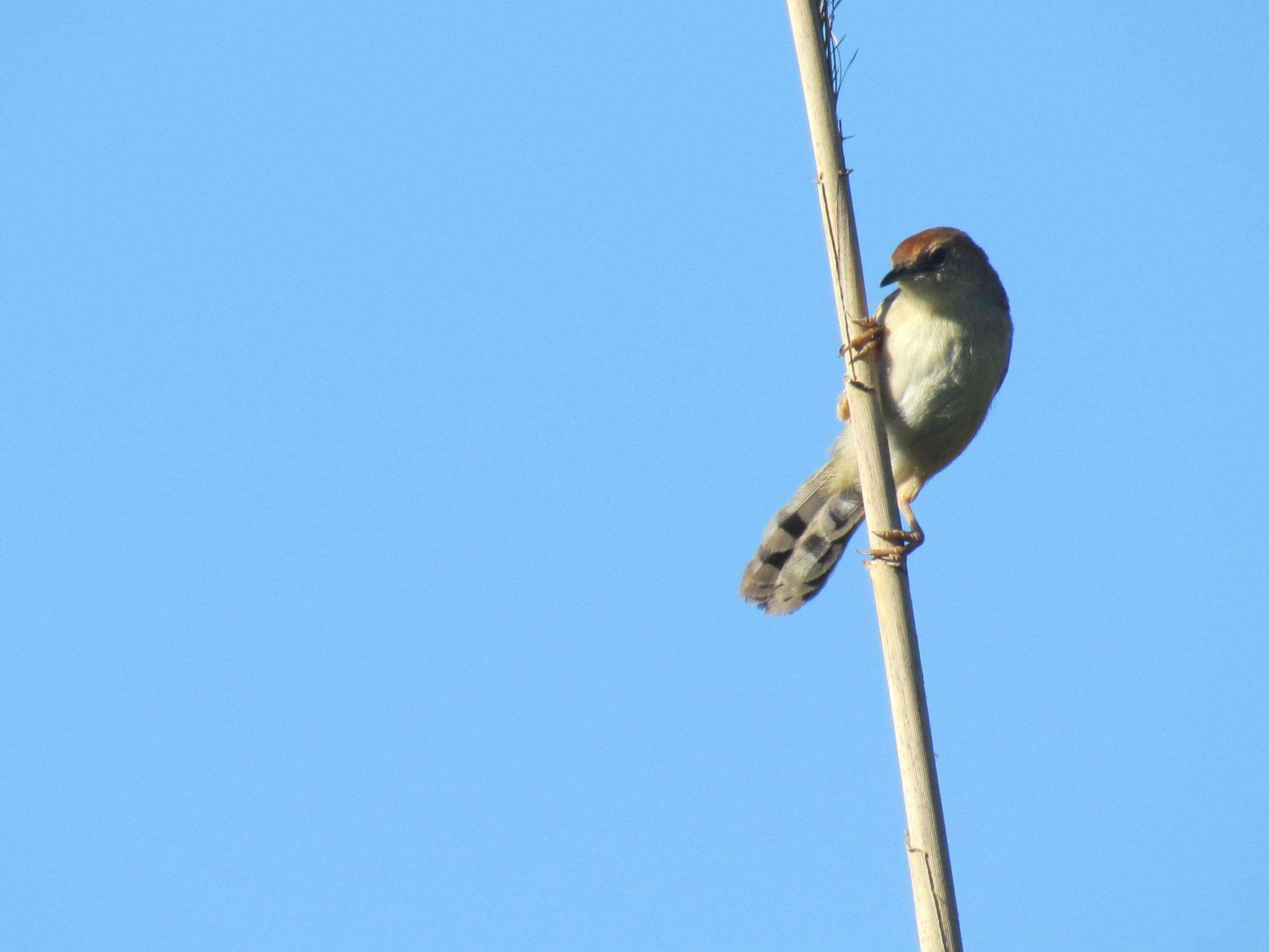 Image of Cisticola tinniens tinniens (Lichtenstein & Mhk 1842)