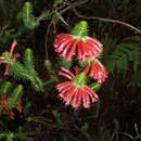 Image of Erica abietina subsp. abietina