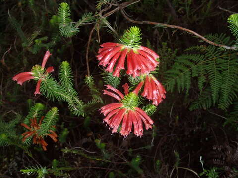 Image of Erica abietina subsp. abietina