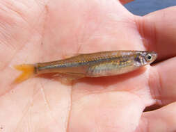 Image of River sardine