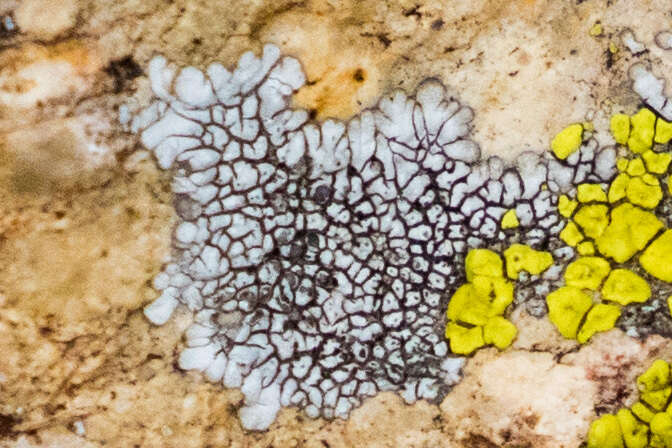 Image of mountain lichen