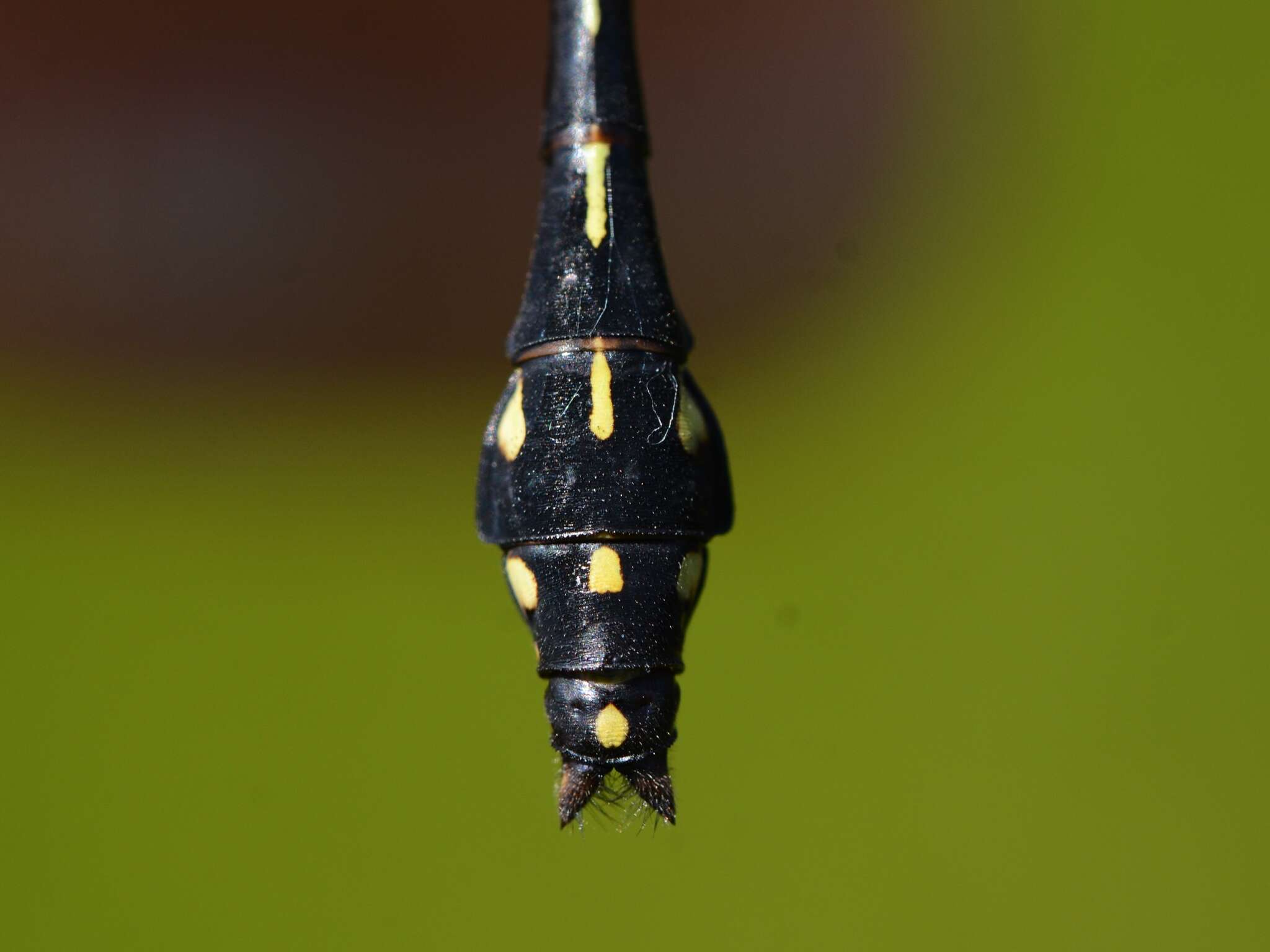 صورة Ophiogomphus anomalus Harvey 1898