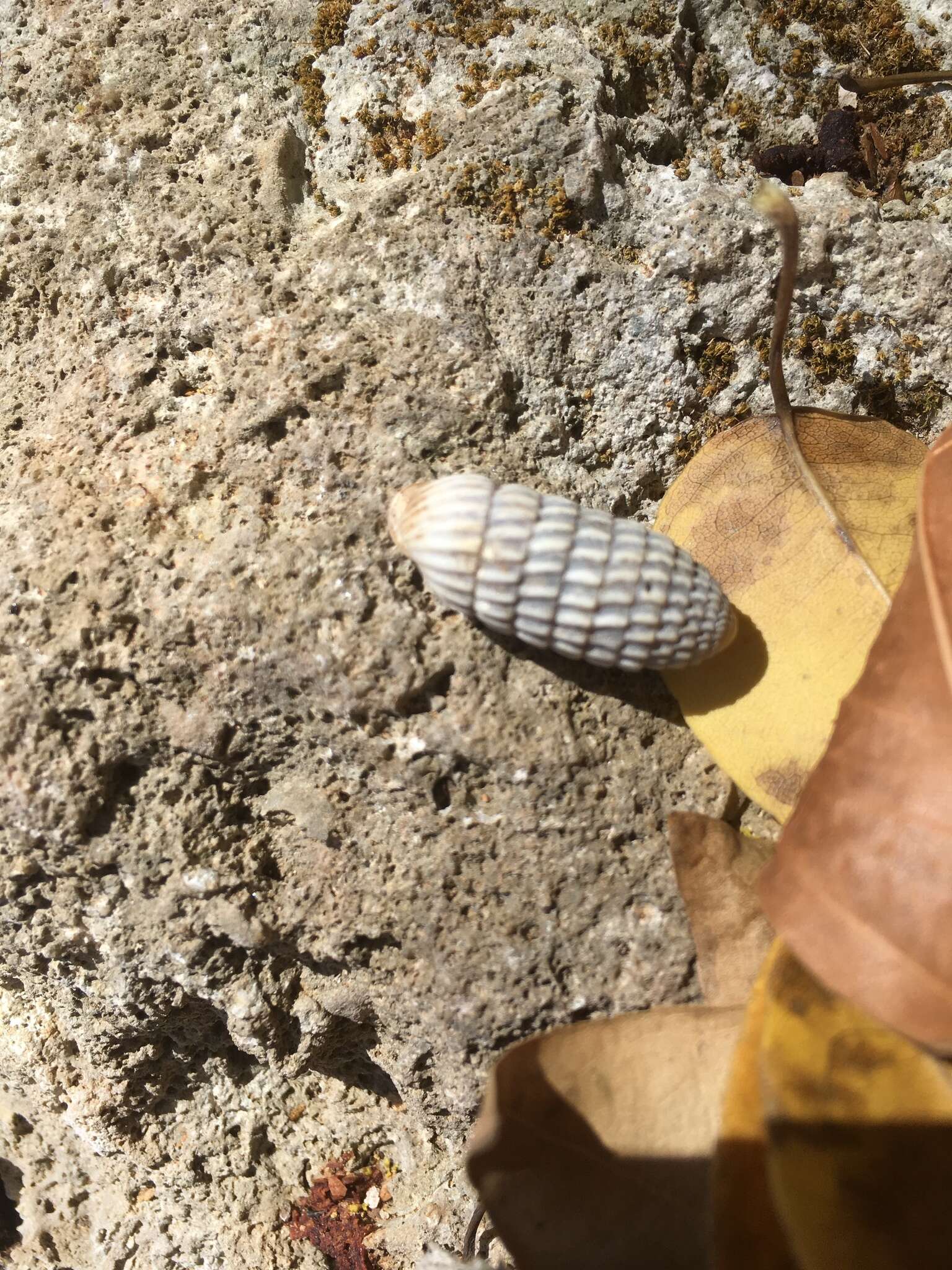 Cerion uva (Linnaeus 1758) resmi