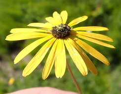 Image of Ursinia chrysanthemoides (Less.) Harv.