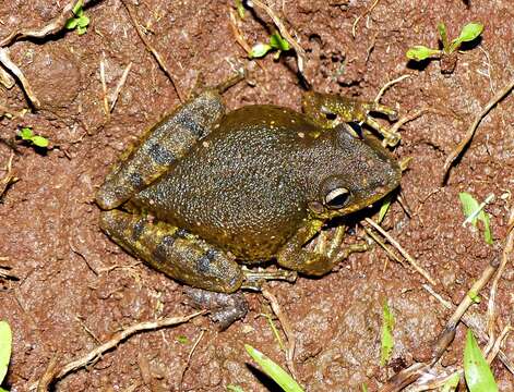 Image of Lesser Snouted Treefrog