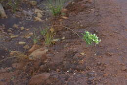 Image of Oxera neriifolia subsp. neriifolia