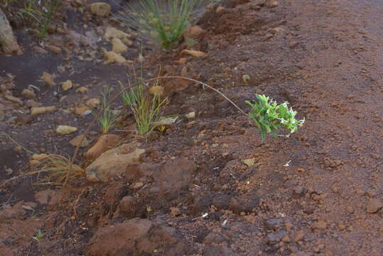 Image of Oxera neriifolia (Montrouz.) Beauvis.