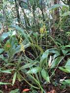 Image of Calanthe davidii Franch.