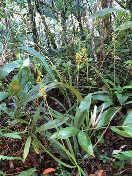 Image of Calanthe davidii Franch.