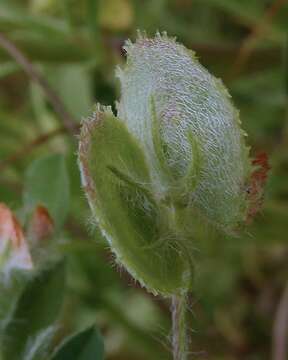 Image of <i>Anthyllis circinnata</i>