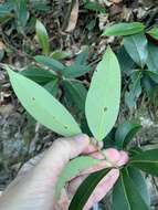 Image of Ilex tugitakayamensis Sasaki