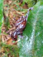 Image of Satanic leaf-tailed gecko