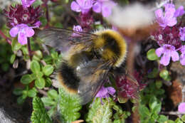 Image of Bombus soroeensis (Fabricius 1776)