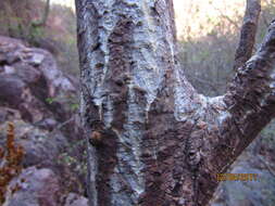 Imagem de Erythrina flabelliformis Kearney