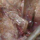 Image of Batess slit-faced bat