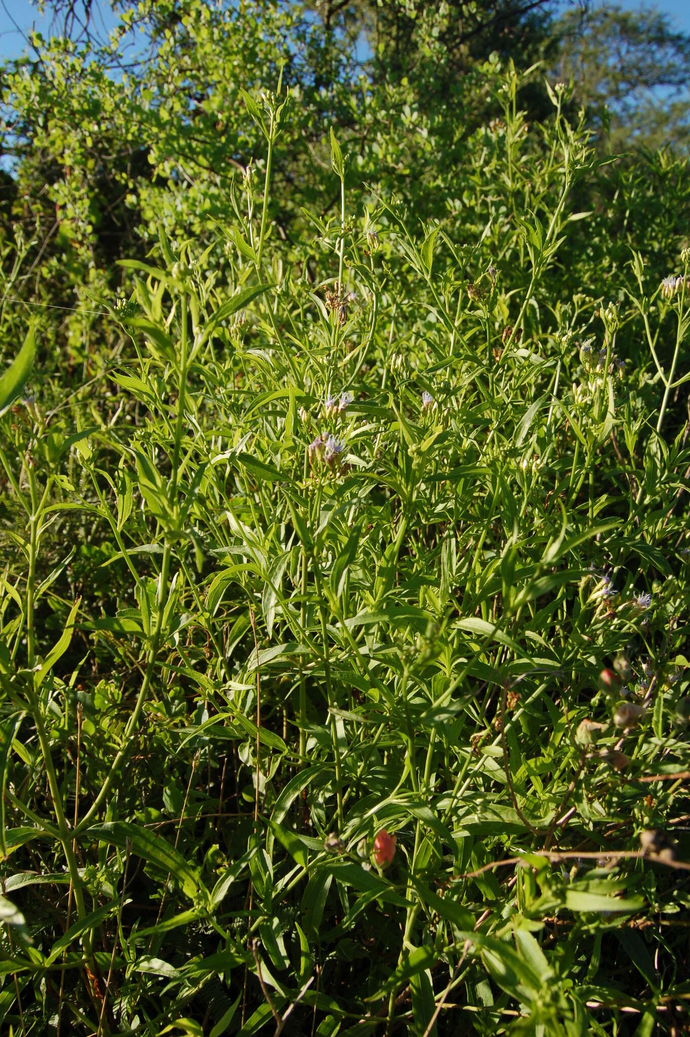 Image of ivyleaf thoroughwort