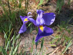 Image of savannah iris