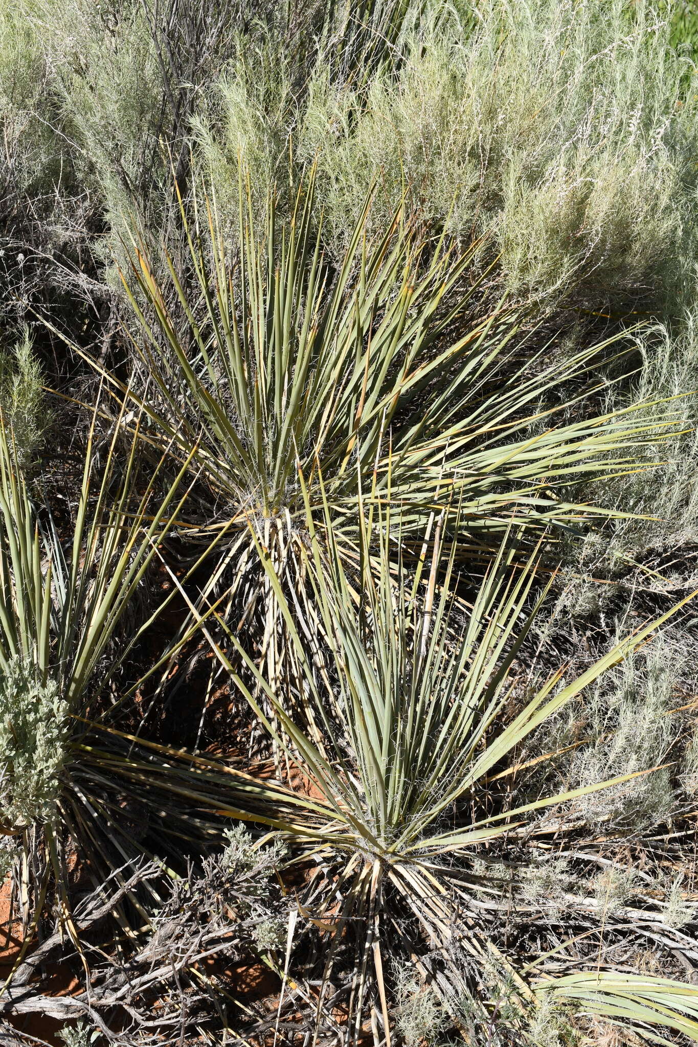 Image de Yucca angustissima var. kanabensis (McKelvey) Reveal