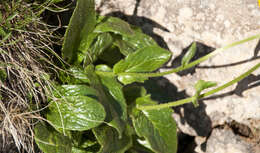 Image de Doronicum glaciale subsp. calcareum (Vierh.) Hegi