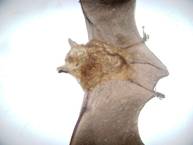 Image of Cape Hairy Bat