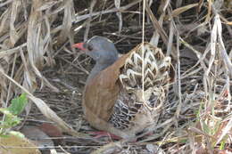 Image of Small-billed Tinamou