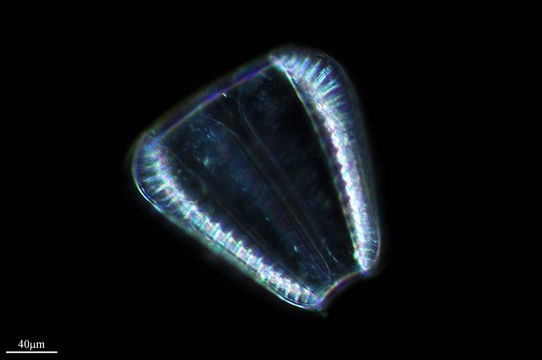 Image of <i>Surirella robusta</i> Ehrenberg