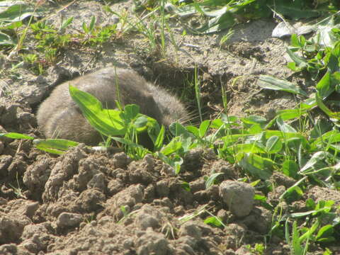 Image of Camas Pocket Gopher