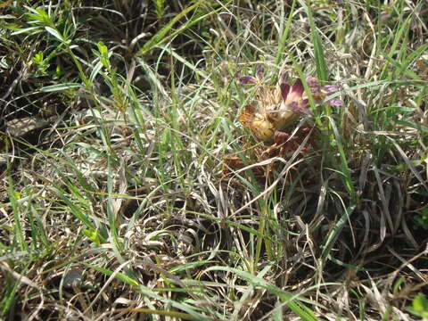 Image of Louisiana broomrape