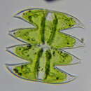 Image of Micrasterias laticeps