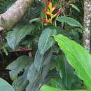 Image of Heliconia schumanniana Loes.