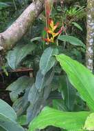 Image of Heliconia schumanniana Loes.