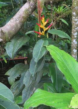 Image of Heliconia schumanniana Loes.