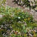 Image of lucky false bindweed