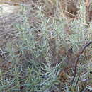 Image de Helichrysum italicum subsp. italicum